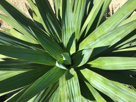 Yucca gloriosa 