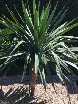 Yucca gloriosa 