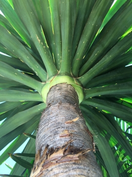 Yucca gloriosa 