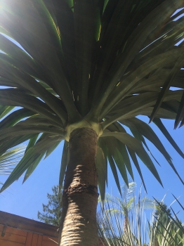 Yucca gloriosa 