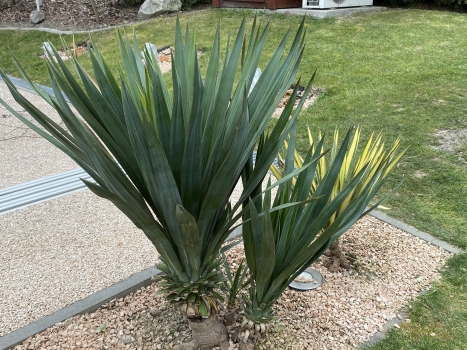 Yucca gloriosa 
