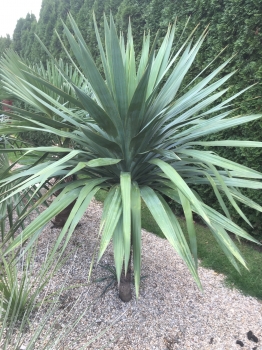 Yucca gloriosa 