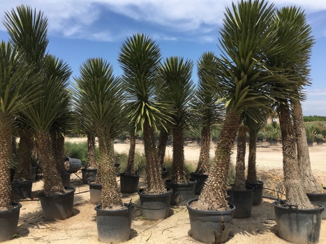 Yucca filifera 