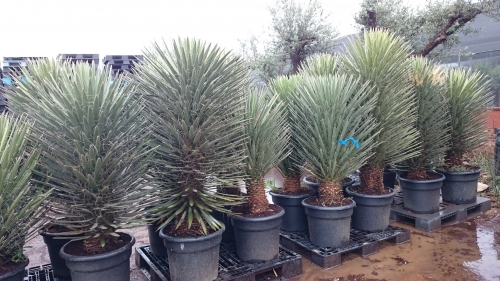 Yucca filifera 