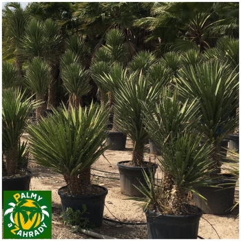 Yucca filifera 
