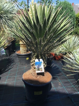 Yucca filifera 