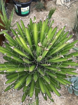 Yucca filifera 