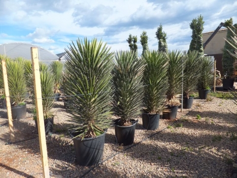 Yucca filifera 