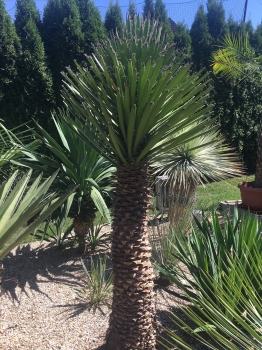 Yucca filifera 