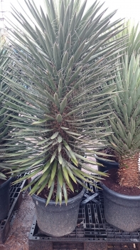 Yucca filifera 