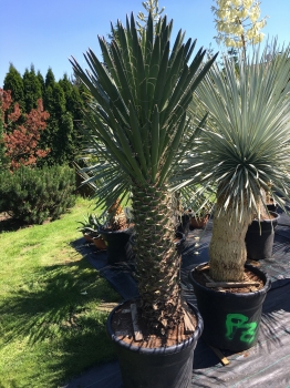 Yucca filifera 