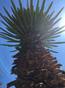 Yucca filifera 
