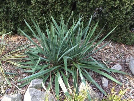 Yucca filamentosa 