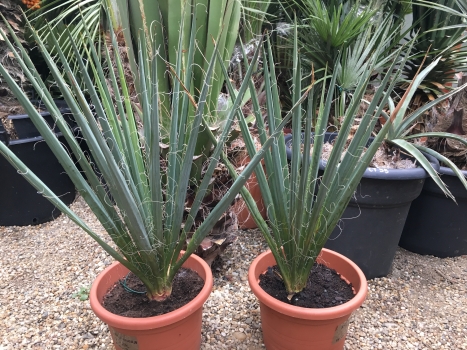 Yucca filamentosa 