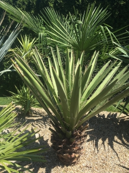 Yucca faxoniana 