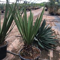 Yucca faxoniana 
