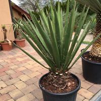 Yucca faxoniana 