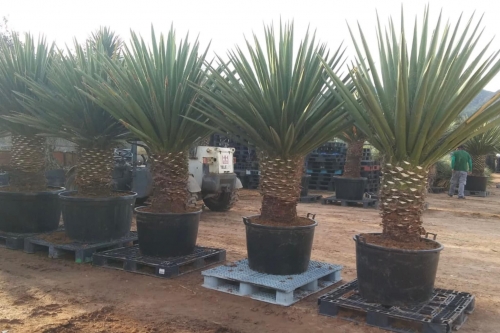 Yucca faxoniana 