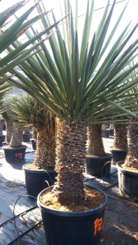 Yucca faxoniana 