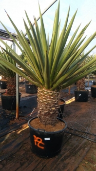 Yucca faxoniana 