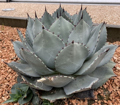Agáve parryi var. huachucensis 