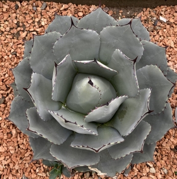 Agáve parryi var. huachucensis 