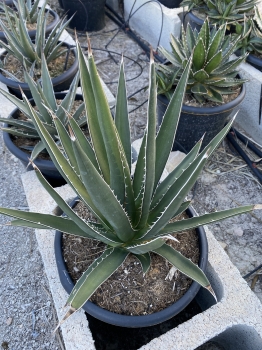 Agáve lechuguilla 