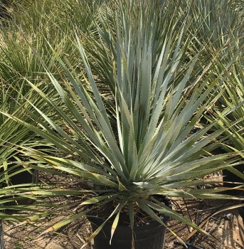 Dasylirion wheeleri 