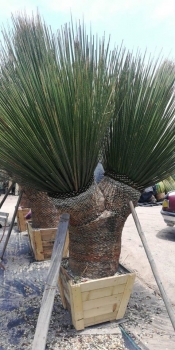 Dasylirion miquihuaensis 