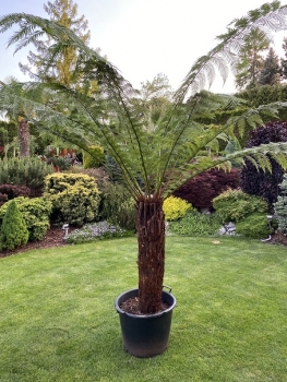 Dicksonia antarctica 