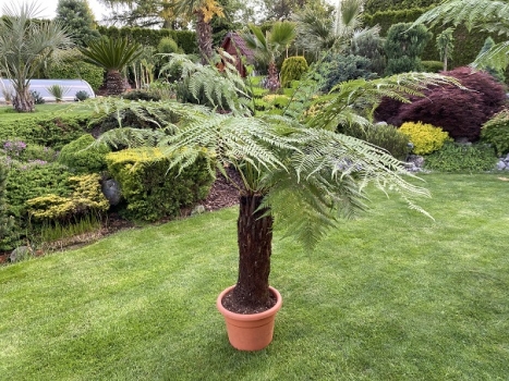 Dicksonia antarctica 