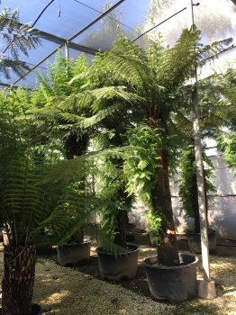 Dicksonia antarctica 