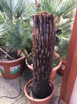 Dicksonia antarctica 