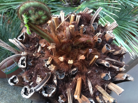 Dicksonia antarctica 