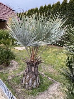 Brahea armata 