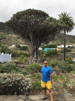Dracaena draco 