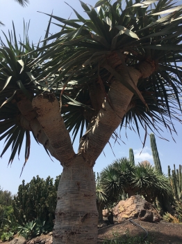 Dracaena draco 