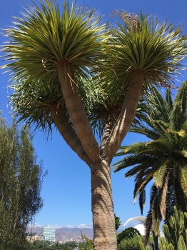 Dracaena draco 