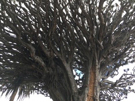 Dracaena draco 