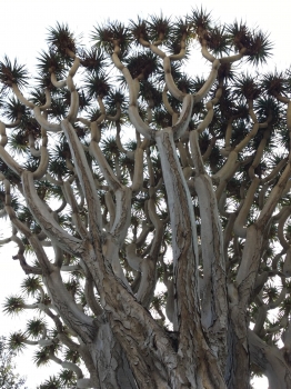 Dracaena draco 
