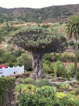 Dracaena draco 