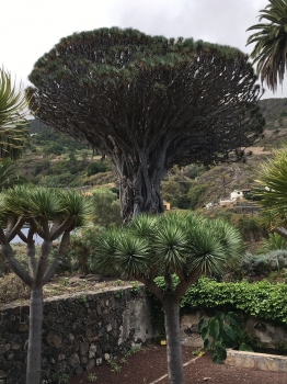 Dracaena draco 