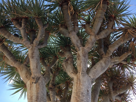 Dracaena draco 