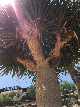 Dracaena draco 