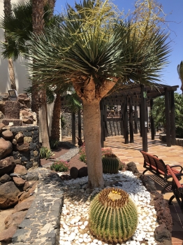 Dracaena draco 