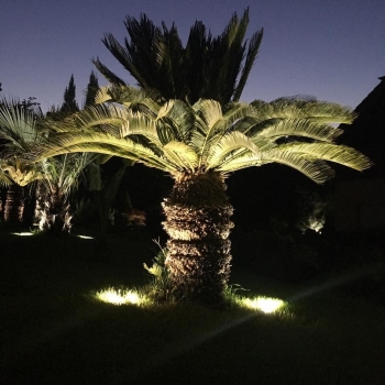 Cycas revoluta 