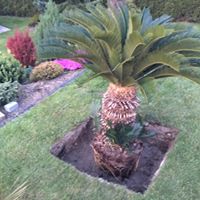 Cycas revoluta 