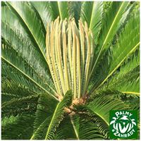 Cycas revoluta 