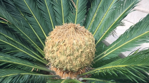 Cycas revoluta 
