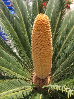Cycas revoluta 